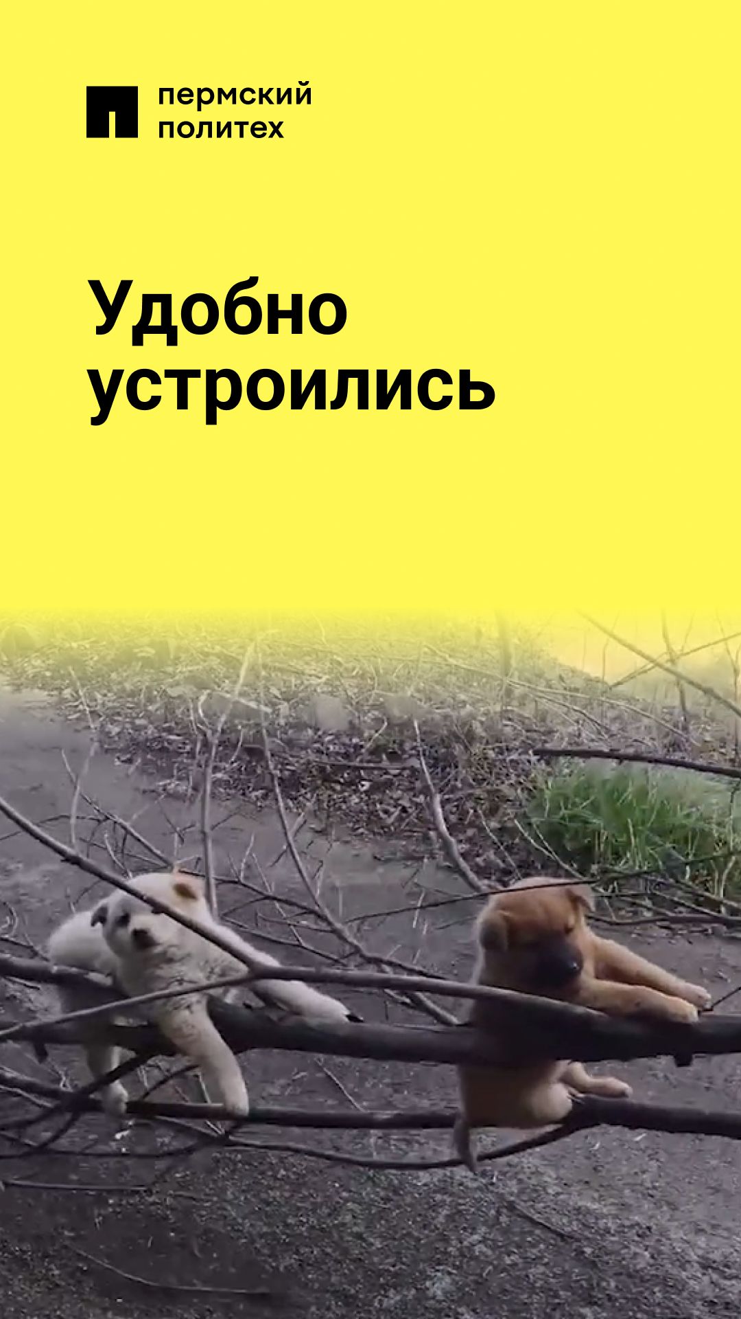 Тащу все на себе