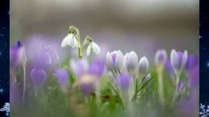 А метель мела на подснежники.Музыка и исполнение Виктор Бекк