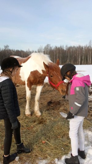 Обзор на конюшню сестры