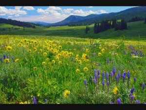 По высокой высокой траве