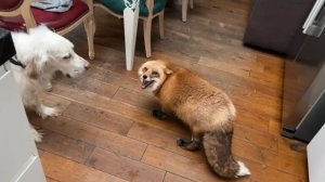 Лиса-Алиса. Лиса устраивает скандал на кухне