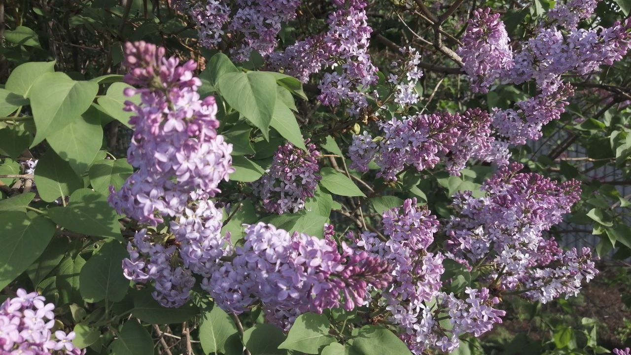 Прошлое не замести порошею