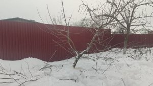 Исправление сильного наклона яблони🌳🌳🌳