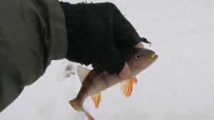 13.03.2025 РЫБАЛКА НА ВЕРХ-ИСЕТСКОМ ПРУДУ