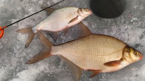 ЧЁРТИКИ выкашивают леща ЛЮБОГО РАЗМЕРА !!!! Весенняя рыбалка.