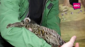 Такое утро. Елена Кива. Игрунка и Тамарин.