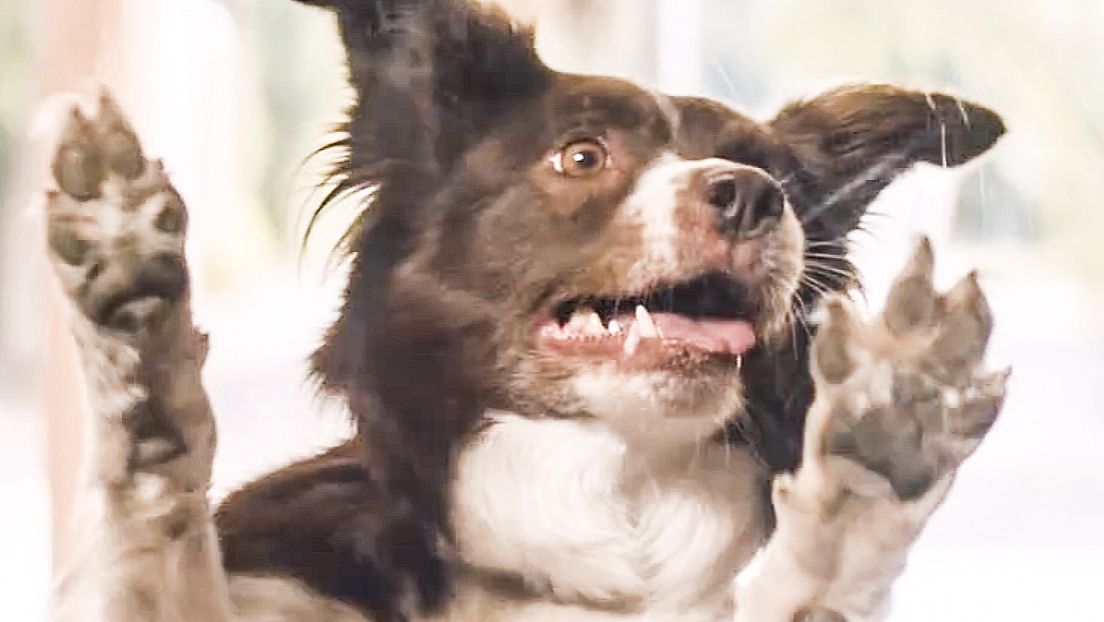 Космическая Собака Лида / Скоро в кино / трейлер 2026