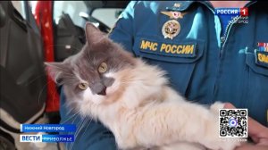 Хвостатый караул: История о том, как Василий и Муська служат вместе со спасателями