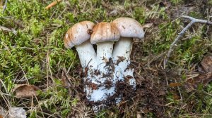 Паутинник опоясанный (Cortinarius balteatus). Как выглядит гриб на месте произрастания.