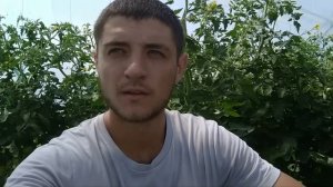 Победа над кучерявостью листьев томата!