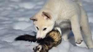 Реакция щенка на зверя