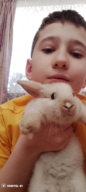 стрим с кроликом