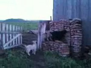 Маленькие козлята резвятся. Сибирское село.