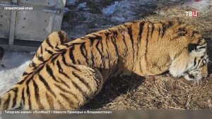 Тигр-людоед пойман в Приморье