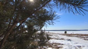 Ветки на ветру. Снежное поле / Branches in the Wind. Snowy Field