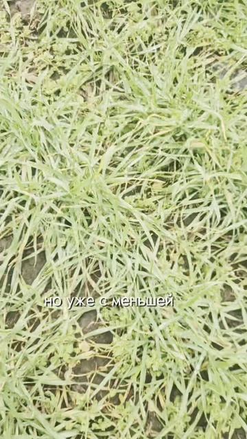 С вероникой плющелистной лучше бороться с осени #сорняки #гербициды