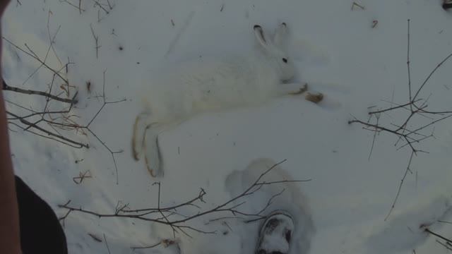 Охота на зайца беляка.