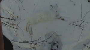 Охота на зайца беляка.wmv