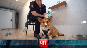 «ЧП»: 13 марта 2026 года | «Чрезвычайное происшествие» на НТВ