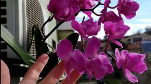Домашние цветение орхидей. Орхидеи Бабочки и другие фаленопсисы.