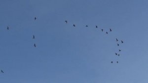 Кадры дня 13 марта 2026 на Ижоре в Межстоличьи.