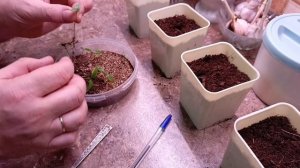 Семена от подписчика из Швейцарии,обзор и результат посева.