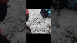 мы с пацаны тащим ярика