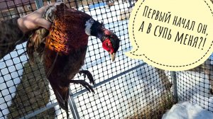 Выпустила одного самца фазана. Оттаяли первые подснежники и отморозовики, первые потери в саду