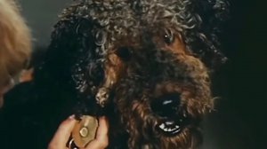 "Приключения Электроника" (1979) Преданней собаки- нету существа!