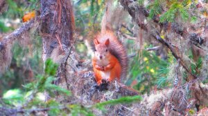 Зарисовка, времена года.