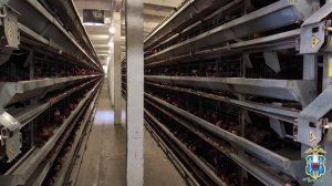 Ростовские правоохранители провели миграционный рейд на птицефабрике в Аксайском районе