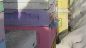 пчеловодство с минимумом осмотров - 2 - работа в марте, пчела Элгон на ячейке 4,79 мм , 13.03.2026