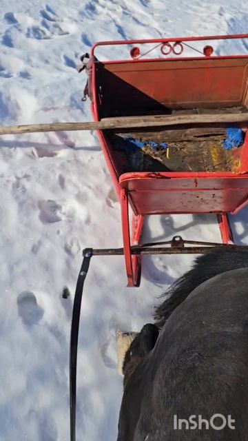 Перетаскивание саней на шорке