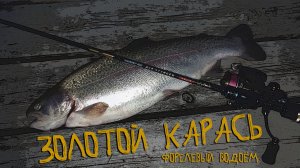 Форелевый водоём🎣 «Золотой Карась»🐟 2026 #ставрополь #форель #рыбалка