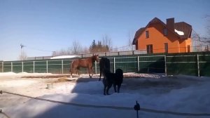 Кавказская овчарка играет с лошадьми