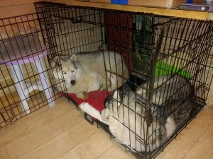 пятничные #хаски