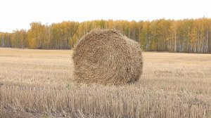 Коп монет давно минувших дней.