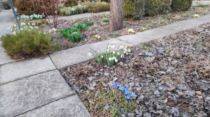 Ставлю опоры для роз, планирую посадки, любуюсь ранними ирисами и морозниками 12.03.2026 г.Пятигорск