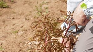 Каким садовым инструментов рыхлить пионы. Садовые советы по уходу за пионами