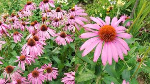 Выращивание эхинацеи пурпурной из семян, посев