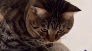 Он не был к этому готов