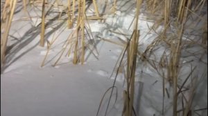 ОХОТА на ВОЛКОВ. Часть 3. Полнолуние, волки метят территорию и не знают что это их последние дни.