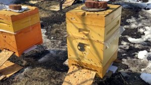 Первый массовый облет пчелы 2026 год 13 марта. Тамбовская область.