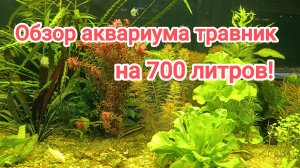 Обзор аквариума на 700 литров с рыбками и растениями без подачи удобрений