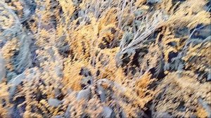 Мимоза пахучая!