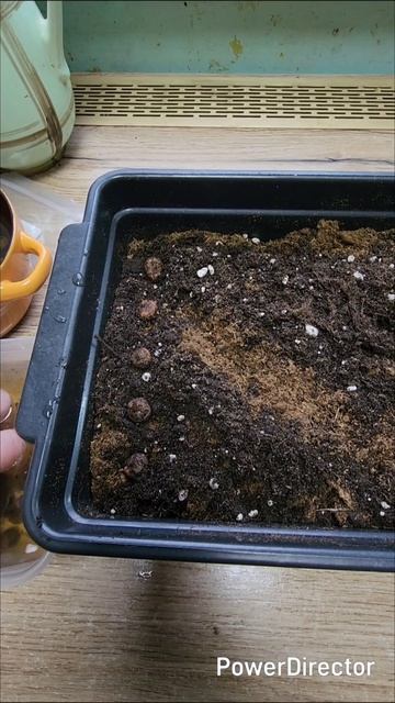 Сажаю анемоны