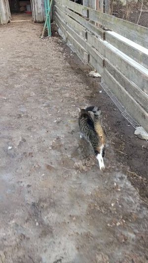 Лапа пограничная кошка, гуси на прогулке, а я ворую яйца 🥚☝️