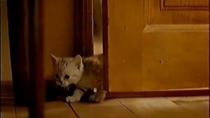 Фрагмент рекламы Мой первый whiskas (2006)
