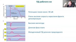Лекция 15. Нормальная физиология для ИКМ и ИМД. Сердце. Биличенко А.С.