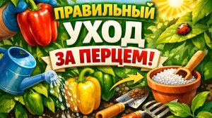 Как получить хороший урожай перца